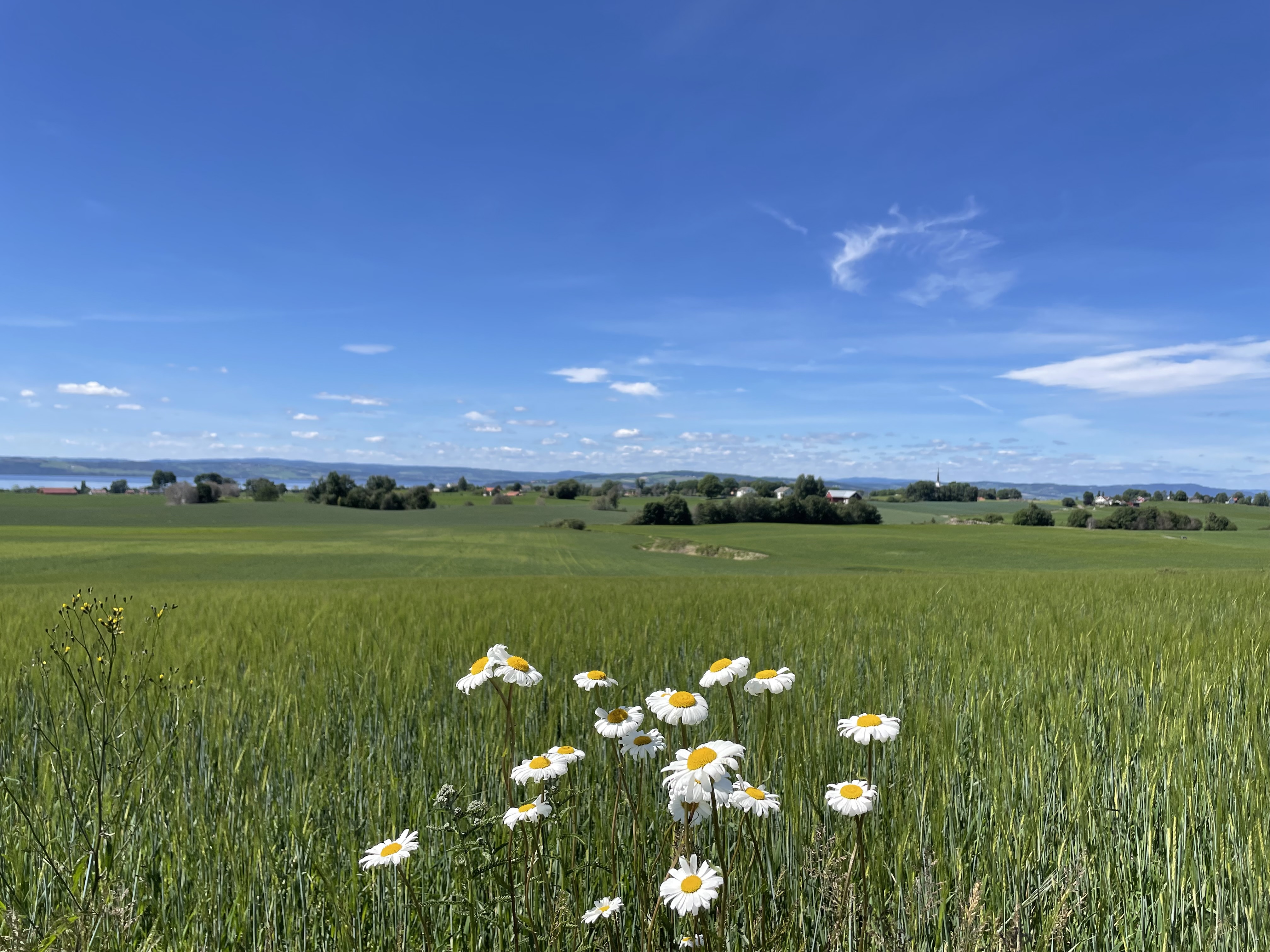 Vi ønsker alle en god sommer!